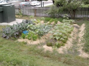 SeniorCenterGarden11