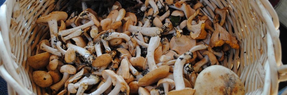 Wild edible mushrooms Wild edible mushrooms