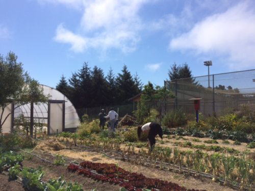 Summer 2018 interns harvesting strawberries for farmers market