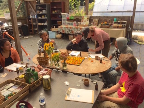 Summer 2018 interns: Karen Conrrado, Jazzy Namvar, Cadie Davidson, Oscar Martinez-Rodrigues, Adrian Taylor with Sara Kelemen, finishing touches on their calendula salve