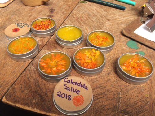 Calendula salve, 2018 Summer intern herb workshop