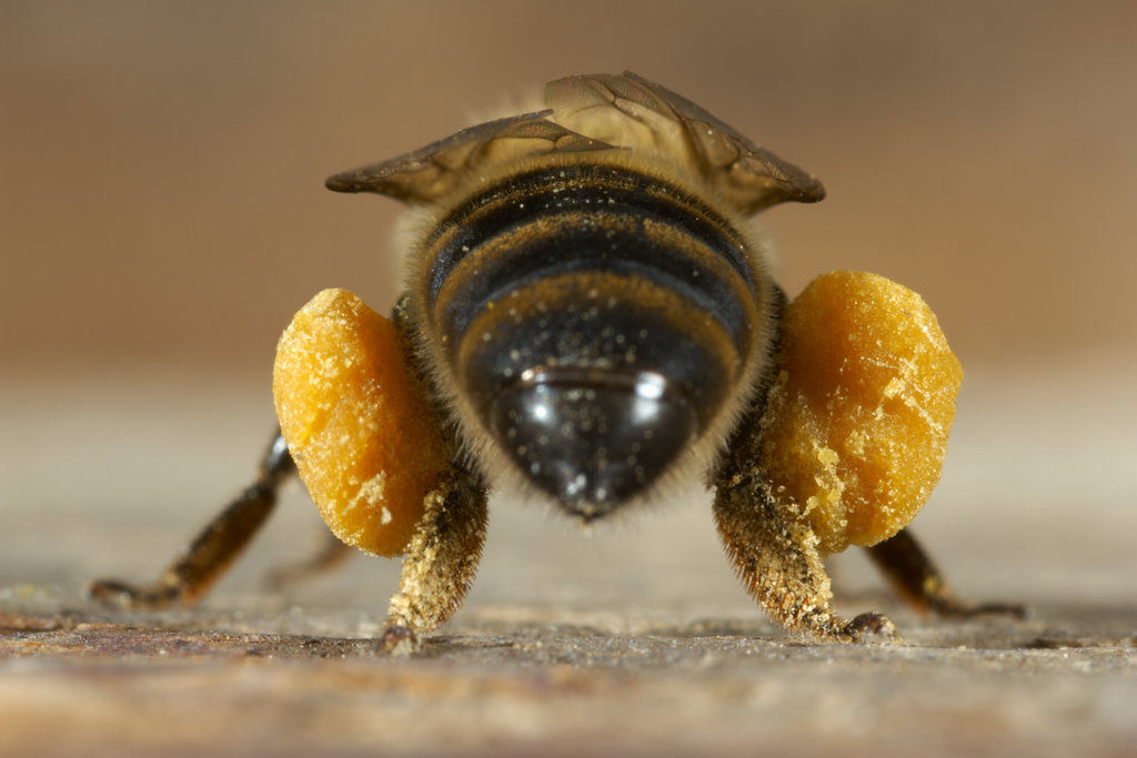 02beesproject-touch-largehorizontaljumbo