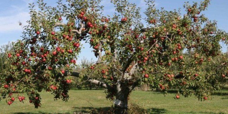 2/4: FREE Tree Pruning Workshop | 2/3: Tool Sharpening Demo