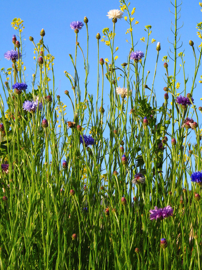 Gardens For Good Grant Opportunity