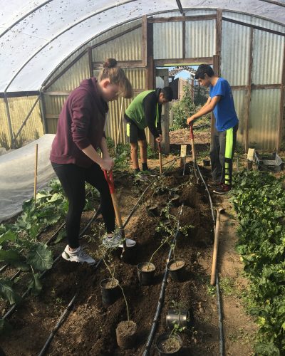 Winter 2017/2018 Interns Megan Horner, Ruddy and Russel Gordon planting tomatoes