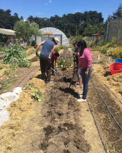 Summer 2018 interns: Rosendo May, Abby May and Karen Conrrado bed prepping with Matthew Richards